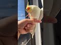 Look whos happy Today | Cockatiel Singing