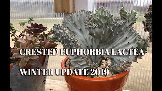 Crested Euphorbia Lactea Winter Update 2019