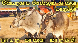 நாட்டு காளை மாடுகள் | செட்டித்தாங்கள் சந்தை | kaalai maadu | maattu santhai | uzhavan tv |