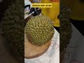 DURIAN DURI HITAM HAMPIR 2 JUTA‼️ #durian #durianochee #fatonofatoni