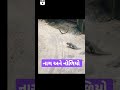 સાપ અને નોળીયો most youtubeshorts video viral