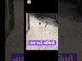 સાપ અને નોળીયો most youtubeshorts video viral