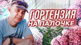 МЕТЕЛЬЧАТАЯ ГОРТЕНЗИЯ НА ШТАМБЕ: ФОРМИРОВКА, ВЫРАЩИВАНИЕ, ПЛЮСЫ И МИНУСЫ, О КОТОРЫХ НАДО ЗНАТЬ