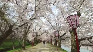 弘前公園 西濠 桜のトンネル