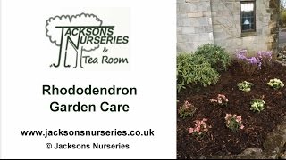 Rhododendron Garden Care Guide