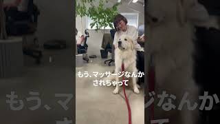 【グレートピレニーズ】ムギの出勤日♪マッサージをされてサボっているところを社長にガン見されるムギ＃shorts