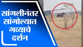 Solapur | सांगोला जिल्ह्यात गव्याचे दर्शन, शेतकऱ्यांमध्ये भीतीचे वातावरण - tv9