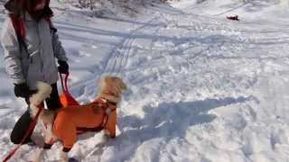 浅間山で雪遊びゴールデンレトリバーのはっち