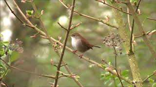 Cetti's warbler