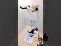 Billloo karega flush 😂😂 #comedy #funny #cat #populer #trending #ytshorts