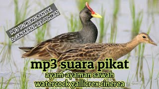 Download Lagu MP3 suara pikat burung ayam ayaman sawah watercock... MP3 Gratis