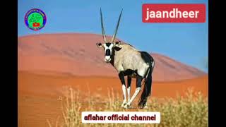 ciyaar jaandheer xiiso badan    qaybti kobad labo nin oo isku heesaya #subscribe_like_comment