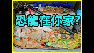 【吳小珍】鄉民通報打龍~說走就走!! 恐龍在你家，你就不會開玩笑了…(綠鬣蜥 iguana removal lizard berburu biawak)