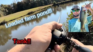 The most aggressive bass in a farm pond!!