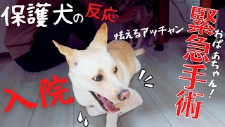 震える元保護犬のアッチャン！竜之助とむかった先は？緊急手術？犬の反応