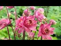 Aquilegia 'Clementine Red' (Columbine) - Beautiful, Easy to Grow Perennial Color