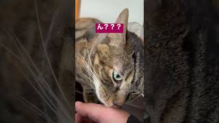 【フレーメン反応】パパの手がくさい？　#shorts #cat #フレーメン反応 #保護猫 #kittycat