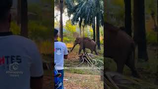 റോഡിലേക്കിറങ്ങാൻ ഗണപതി. ഇറക്കാതിരിക്കാൻ നാട്ടുകാർ.. #elephantattack2025 #athirapillywaterfalls