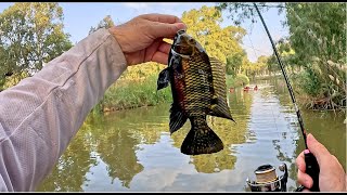 בוקר של דיג XUL בירקון לאחר 7 חודשים🎣-Tilapia in Extra Ultralight/Super Ultralight spinning fishing