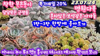 명원다육(1.2.3)한방에 몰아보기/3천짤무조건 2천/묵둥이 20%할인/보물들이 엄청 많습니다