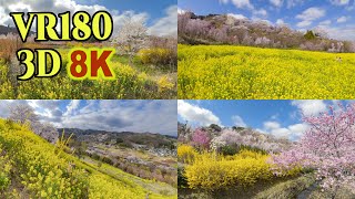 [ 8K 3D VR180 ] 福島の桃源郷「花見山」＆「生け花の里」\