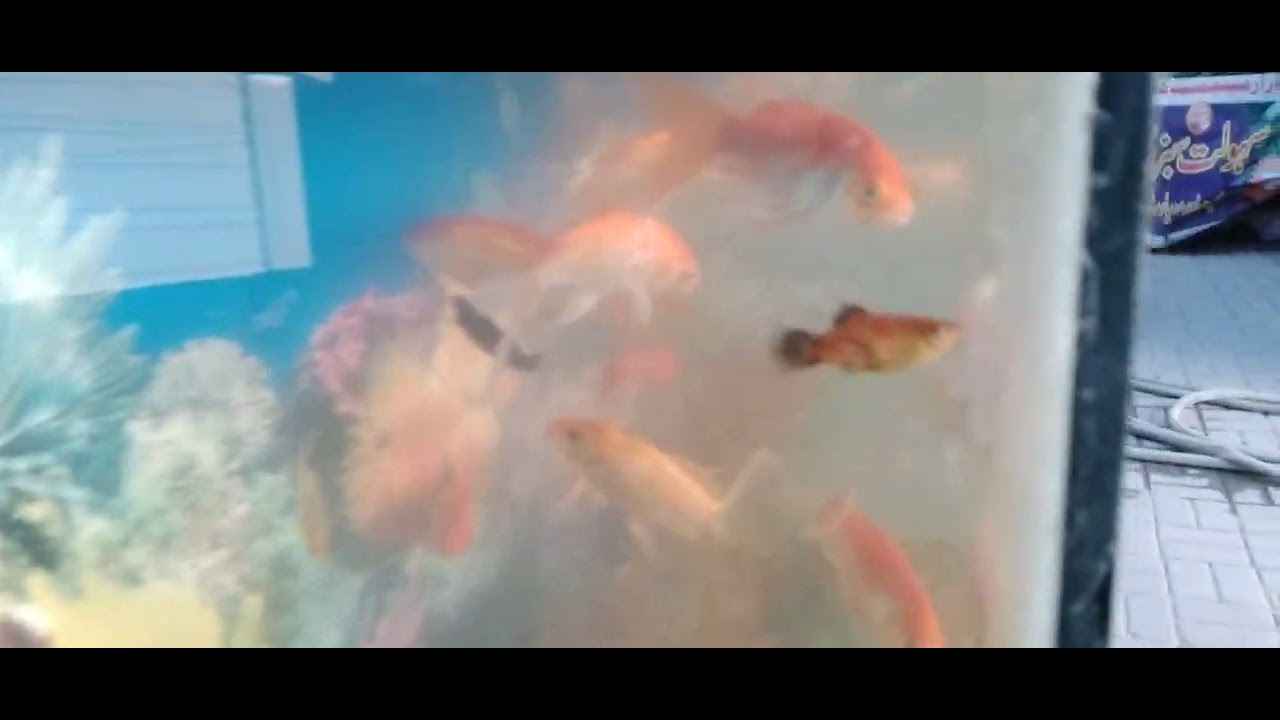 Fish Youtube