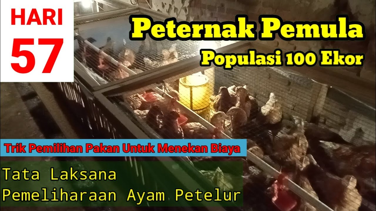 MEMELIHARA AYAM PETELUR DARI DOC SAMPAI PRODUKSI UMUR 57 HARI - YouTube