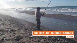 Pesca de sargos a surfcasting en Almería