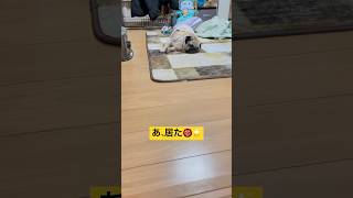 【パグ】どこかな。#パグ #pug #shorts #日常 #癒し #ショート #犬のいる暮らし #いぬ