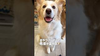 オヤツがあると態度が急変する犬...笑【#ボーダーコリー  #ゴールデンレトリバー 】#shorts