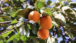 Fuping persimmons in Shaanxi are in full season.陕西富平柿子丰收啦