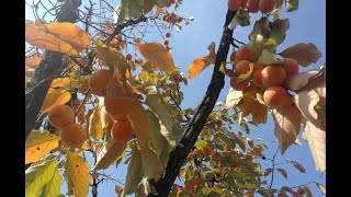 Persimmon leaves can also be used as tea to drink, try it quickly.柿子叶还能当茶叶泡水喝，赶紧试试吧。