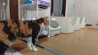 子猫成長日記610　これは保護猫のドキュメンタリー動画です(笑)　なぜたまは遊ぶ時に目を瞑るのか(笑)