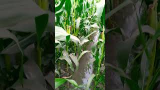 मकई में सिंचाई का काम करवरहे है #ytshorts #2023vlogvideo #maize #maizefarming #biharfarmers