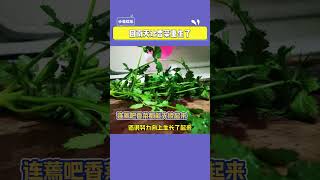 连蔫吧香菜都能支棱起来？？嘿嘿我有个不太成熟的想法...#回南天 #搞笑 #南方 #娱乐评论大赏#shorts