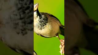 2022 Sparrow vs 6000 bce sparrow//Mythical//old to new//#shorts #viral #viralvideo