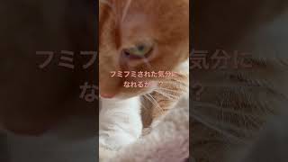 猫にフミフミされたい方へ。 #shorts