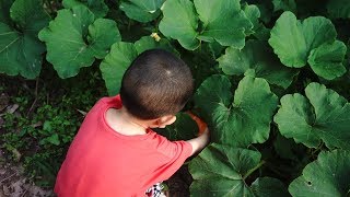 【老爸辰長記】菜園子多種幾種奇異的瓜果，寶寶特別愛幹活，這樣孩子就好帶了