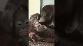 Orangutan Surya cares for her baby girl.Orangutan Surya cares for her baby girl.