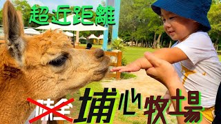 在埔心牧場超近距離接觸動物!! 桃園楊梅親子景點 超萌水豚君 草泥馬|| JOSH DO IT