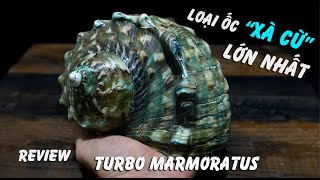 Loài ốc Xà Cừ lớn nhất Đại Dương ỐC KHẢM XANH (Turbo marmoratus - Turbinidae, Seashell Collection)