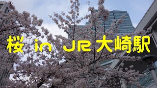 JR大崎駅前のサクラ、ただそれだけ。Sakura in front of JR Osaki station, just only that.  אוסאקי JR  סאקורה מול תחנת