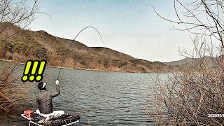 Spring carps moving in Trees