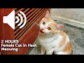 2 HOURS REAL CAT IN HEAT MEOWING MATE CALLING - PRANK YOUR PETS