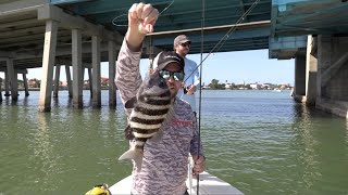 (LIVE) Sheepshead & Mangrove Snapper On Demand