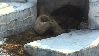 2015.3.14天王寺動物園ホッキョクグマ赤ちゃんとバフィンさん