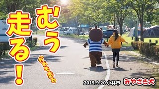 【みやざき犬】むぅ走る！(20150920)