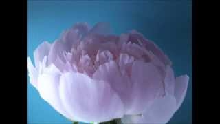 Time lapse d'une fleur de pivoine