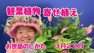 観葉植物の寄せ植え【お世話のしかた】