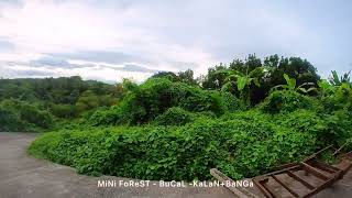 MINI FOREST @Carmel Valley, Bucal, Calamba City